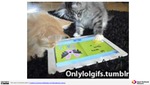 MISSING THUMBNAIL